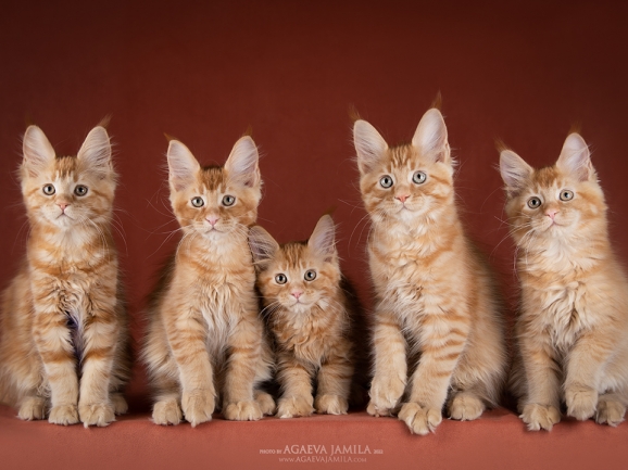 Фотограф-анималист Агаева Джамила. Сделаю профессиональные снимки ваших ...
